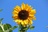 Sunflower Website