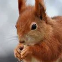 Squirrel's avatar