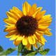 Rocky Sunflower's avatar
