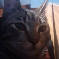 ziggy